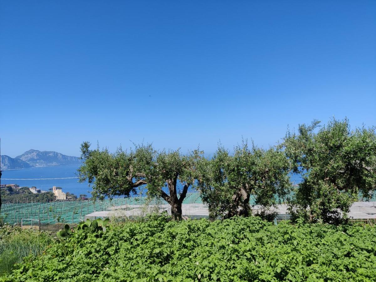 Il Nido Del Gabbiano Daire Massa Lubrense Dış mekan fotoğraf