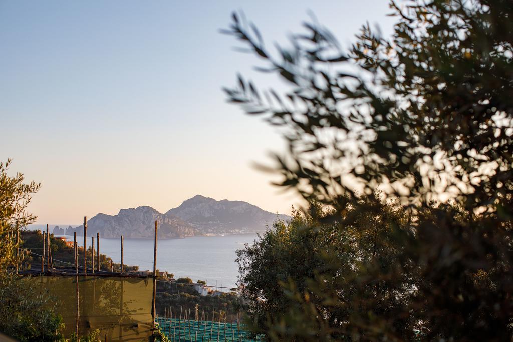 Il Nido Del Gabbiano Daire Massa Lubrense Dış mekan fotoğraf